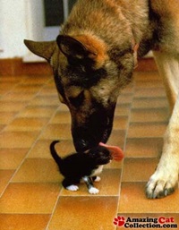 Dog and kitten