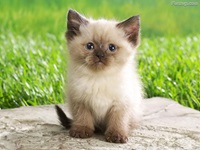 Cute Kitty